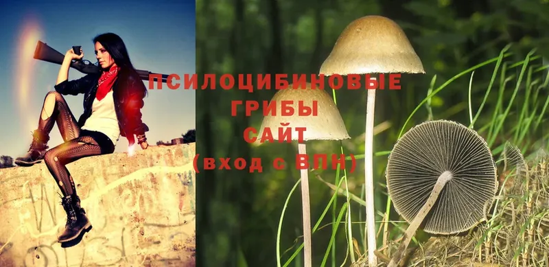 Галлюциногенные грибы Cubensis  Мыски 